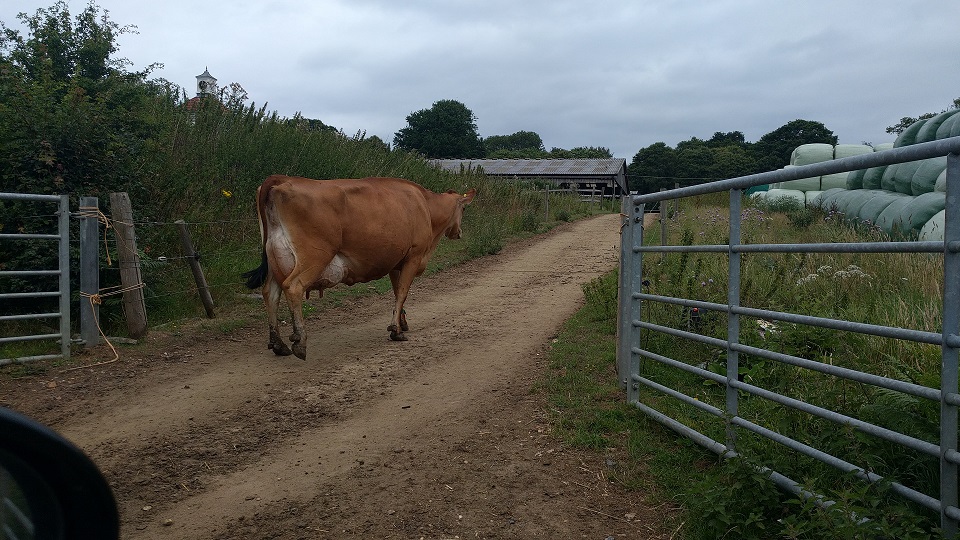 cows