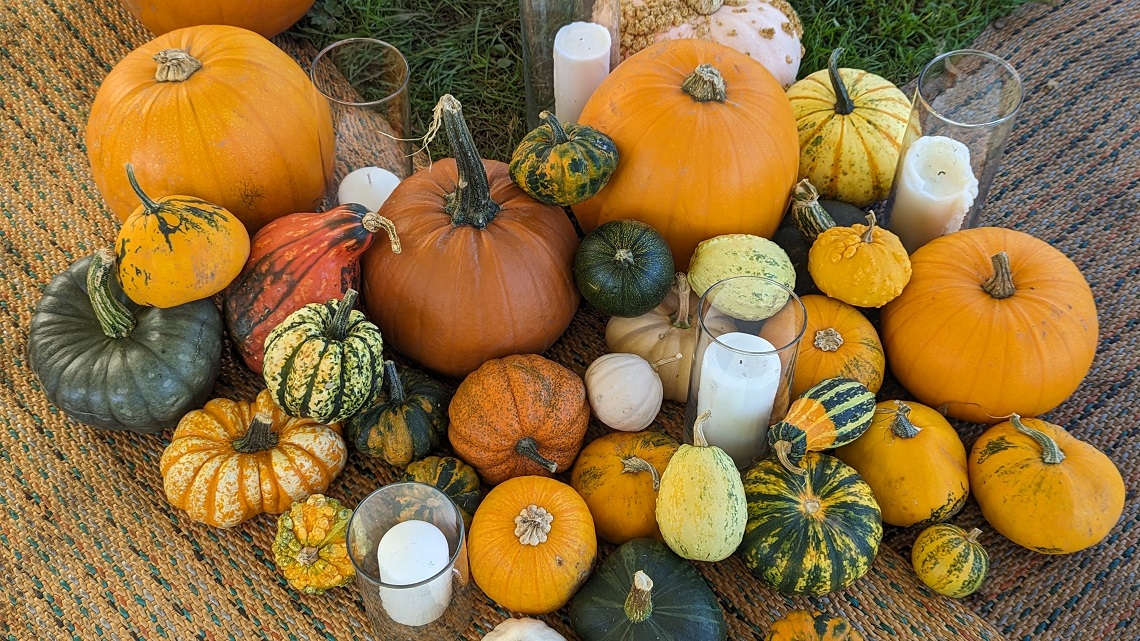 pumpkins