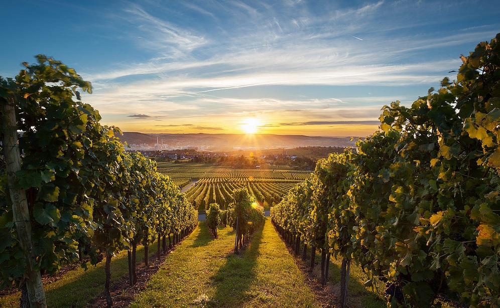 sunset on vineyard wedding