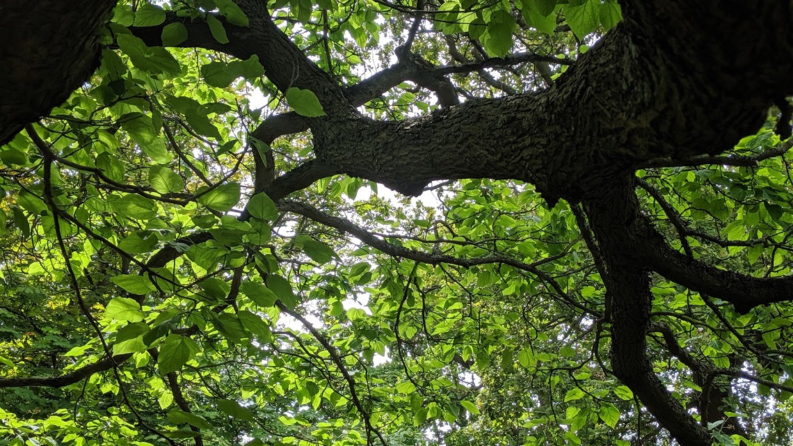 catalpa tree underneath