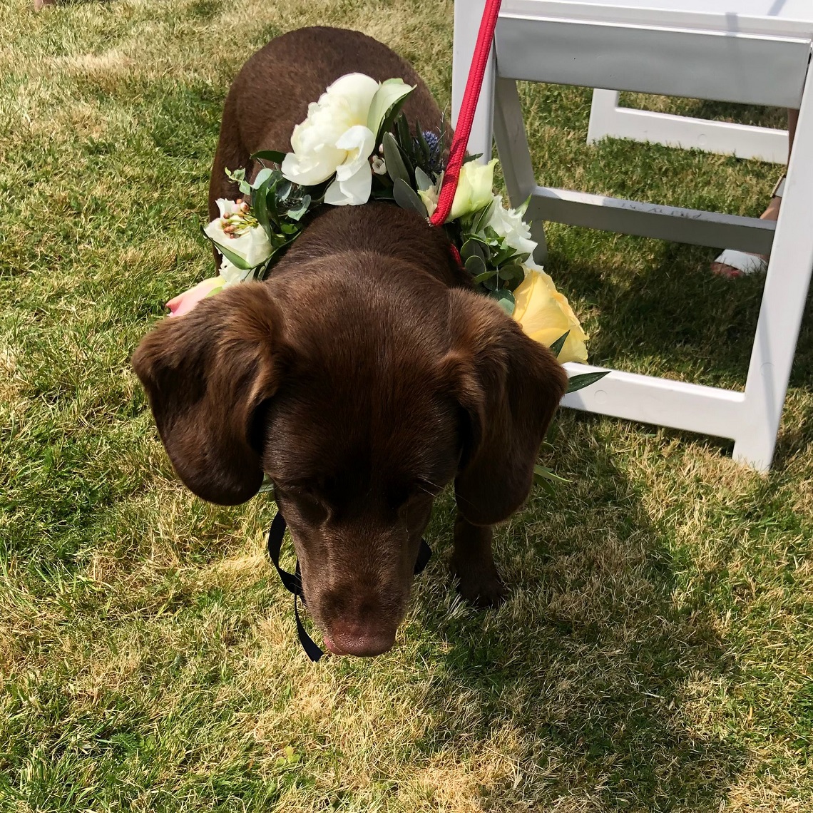 puppy ringbearer notley abbey