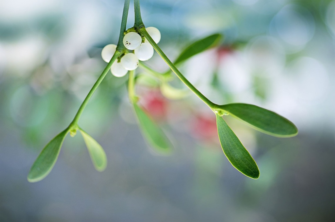 mistletoe