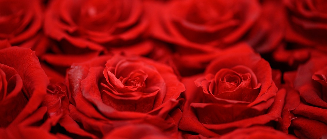 red roses